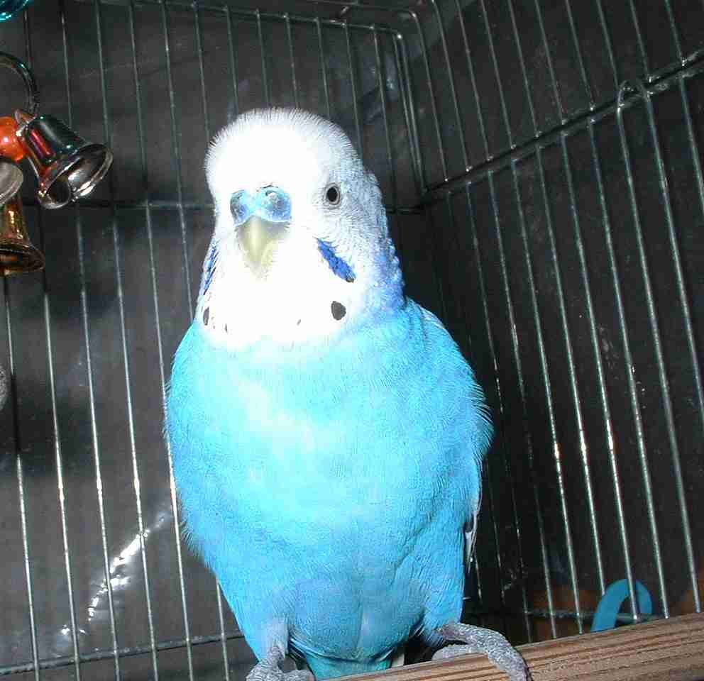 年末だしそろそろインコの可愛さについて語ろう3