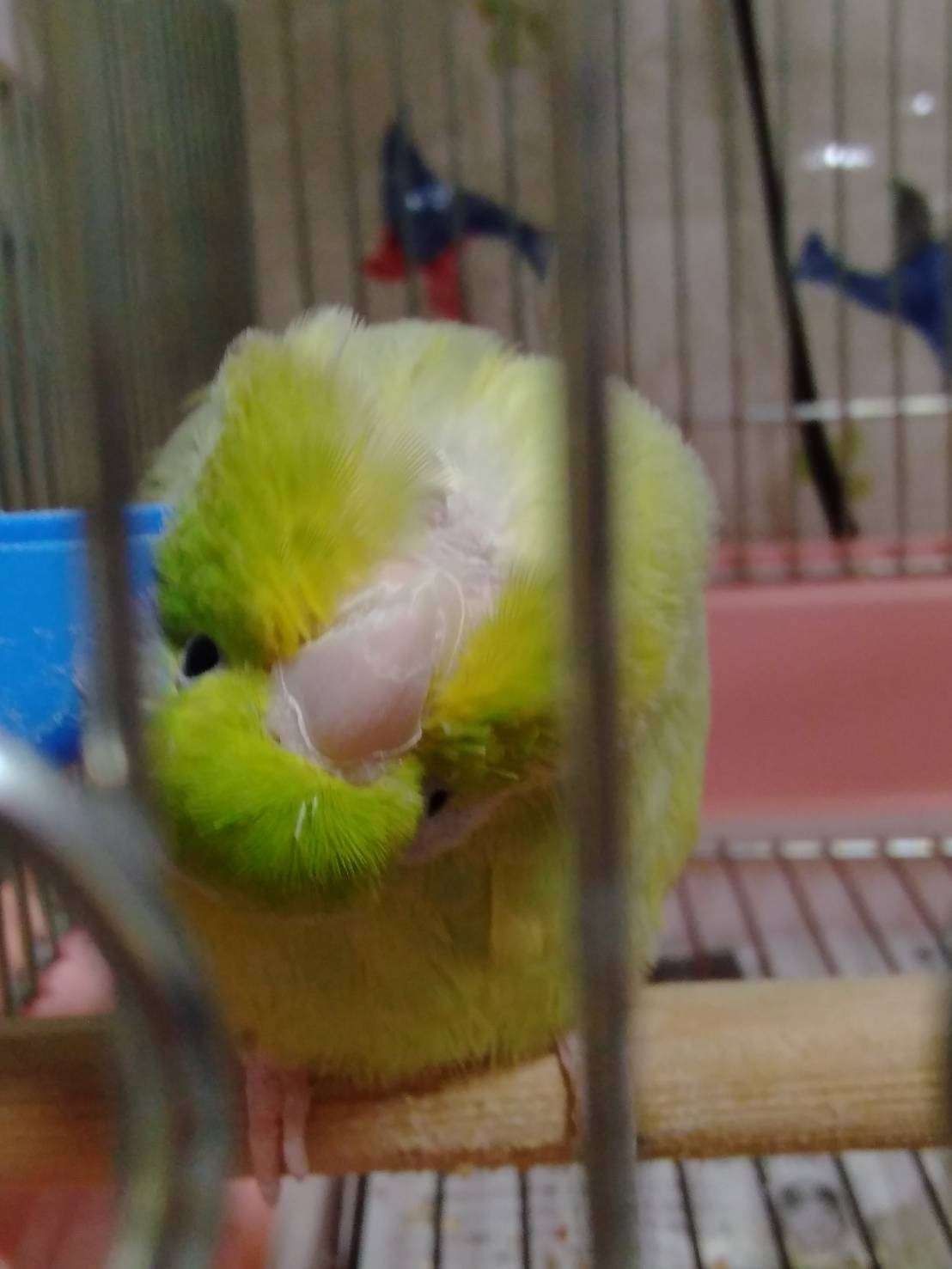 年末だしそろそろインコの可愛さについて語ろう3