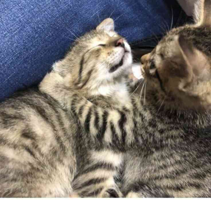 疲れちゃった動物たち