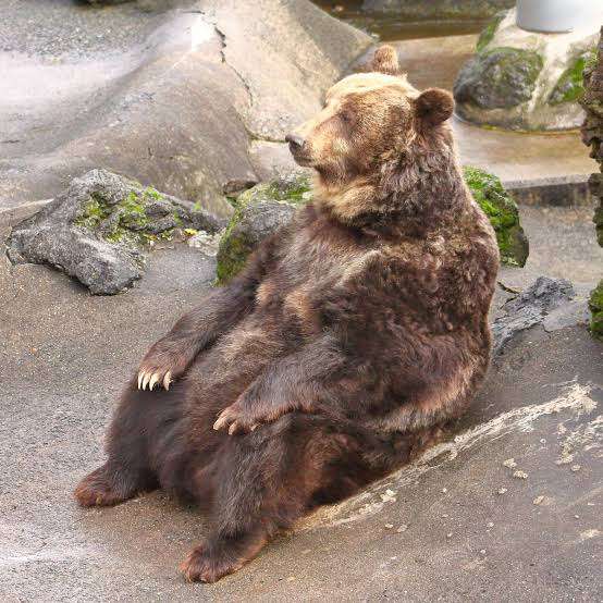 疲れちゃった動物たち