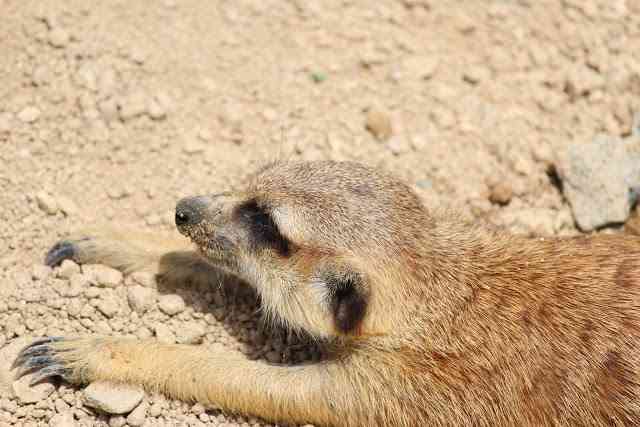 疲れちゃった動物たち