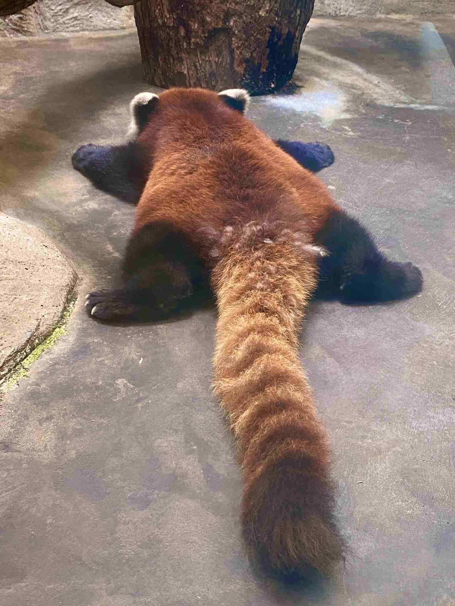 疲れちゃった動物たち
