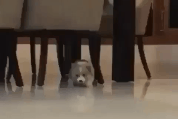 疲れちゃった動物たち