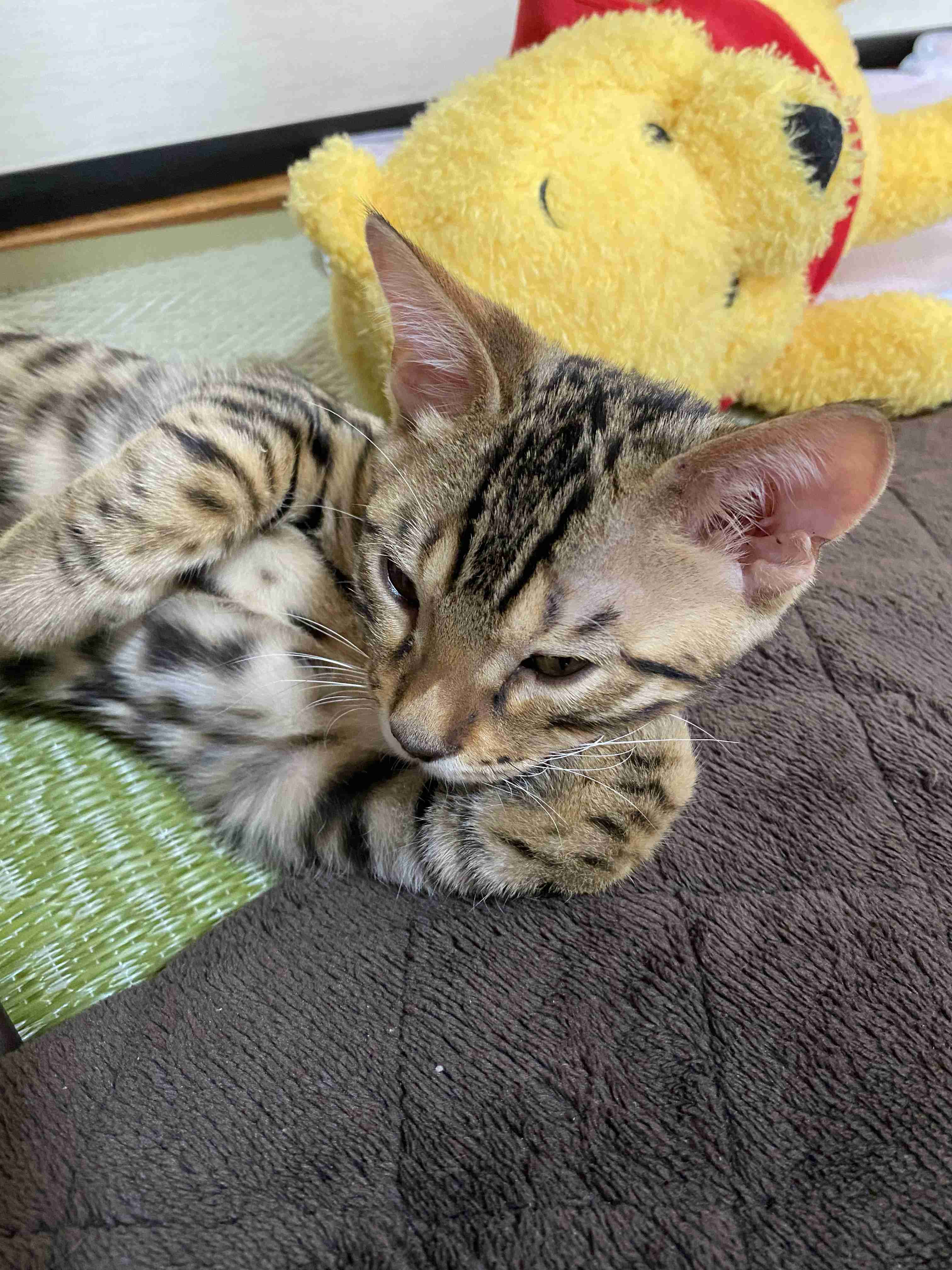 疲れちゃった動物たち