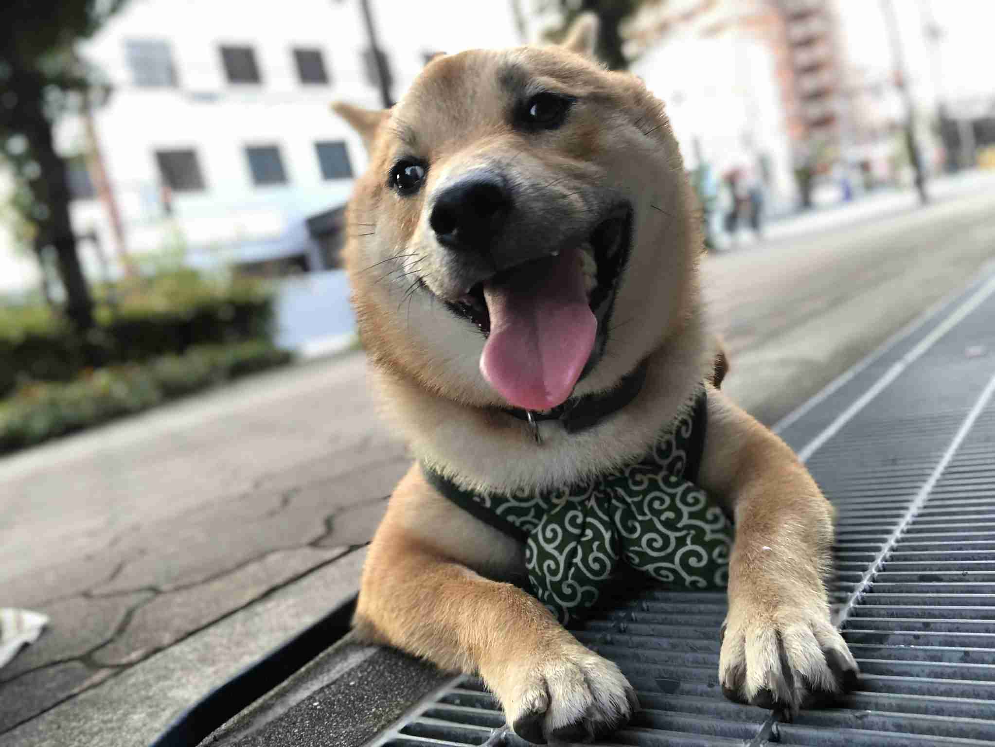 疲れちゃった動物たち