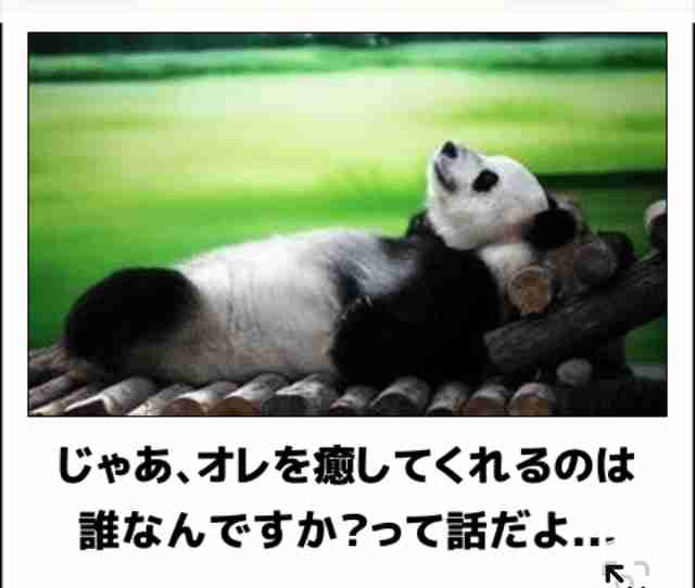 疲れちゃった動物たち