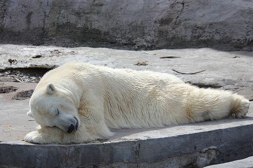 疲れちゃった動物たち