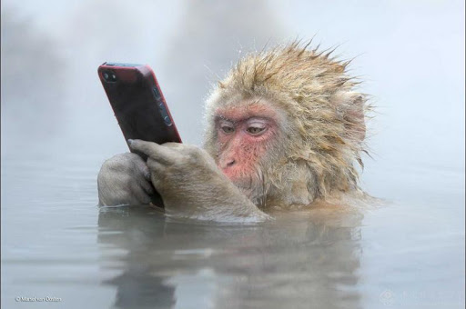 疲れちゃった動物たち