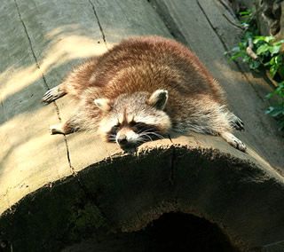 疲れちゃった動物たち