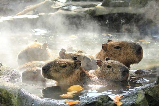 疲れちゃった動物たち