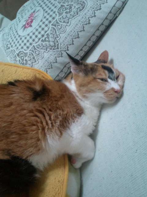 疲れちゃった動物たち