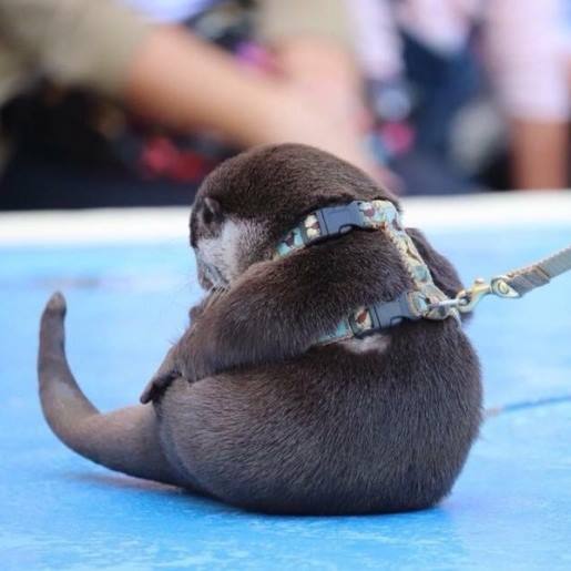 疲れちゃった動物たち
