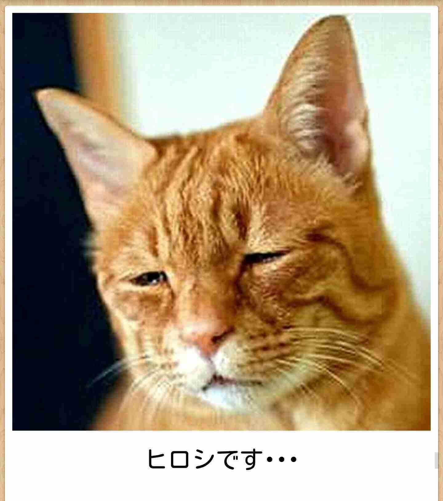 疲れちゃった動物たち