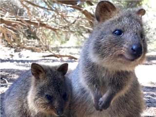 疲れちゃった動物たち