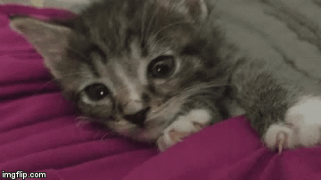 疲れちゃった動物たち