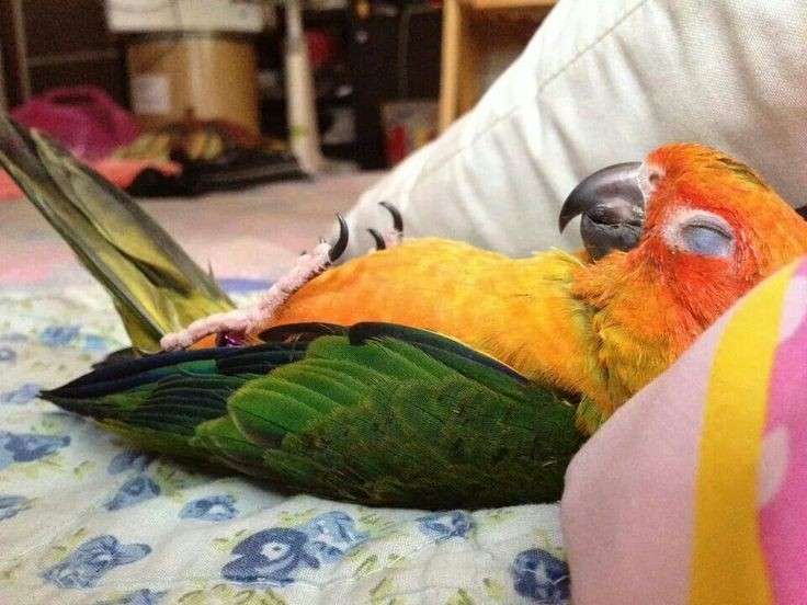 疲れちゃった動物たち