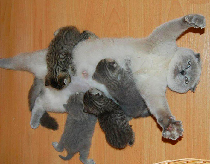 疲れちゃった動物たち