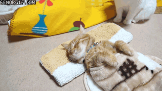 疲れちゃった動物たち
