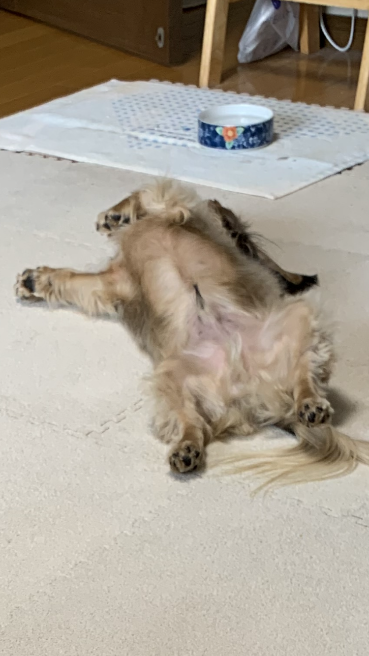 疲れちゃった動物たち