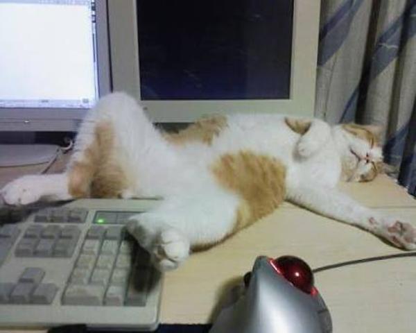 疲れちゃった動物たち