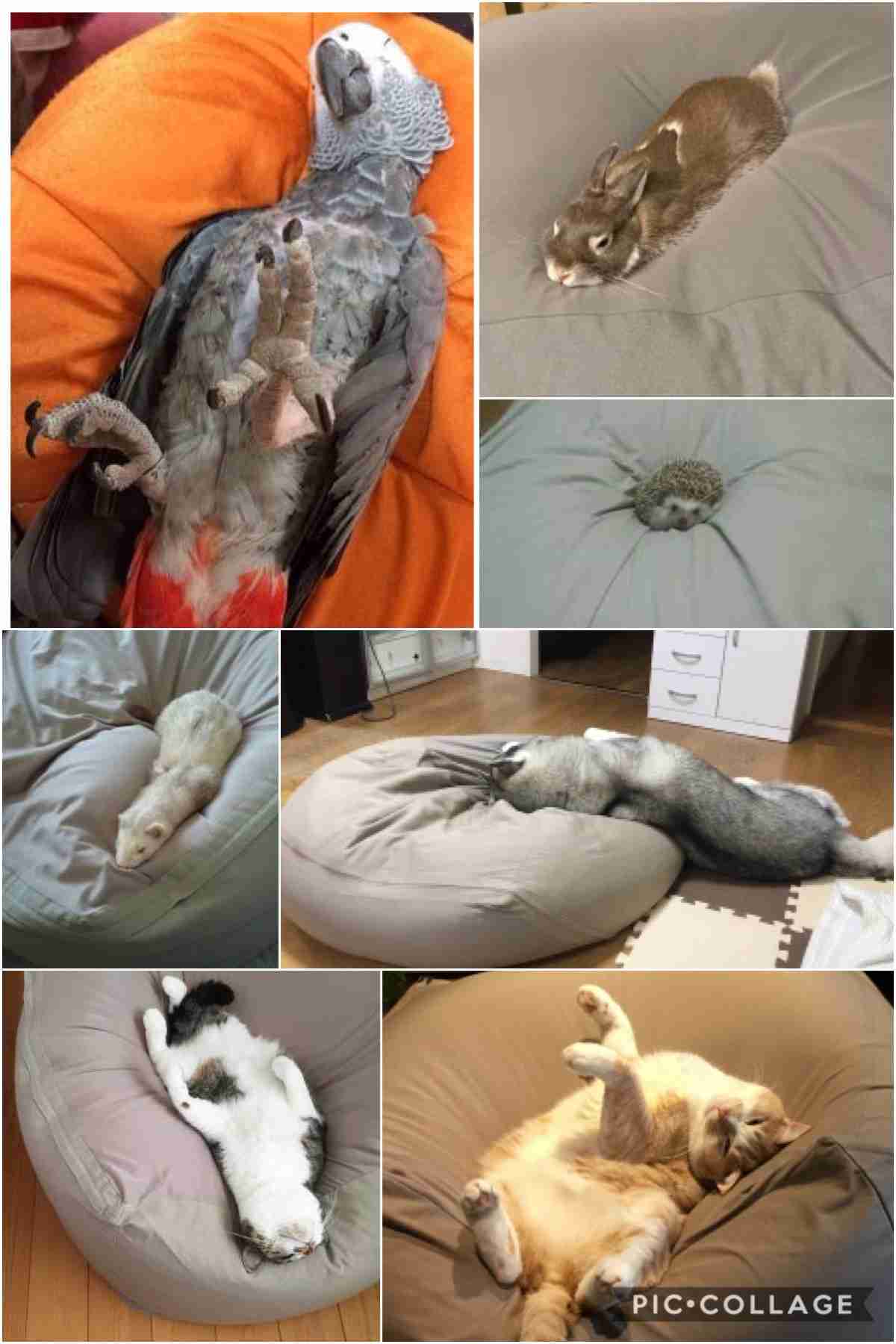 疲れちゃった動物たち