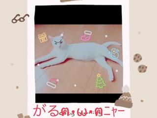 オッドアイの画像が見たい