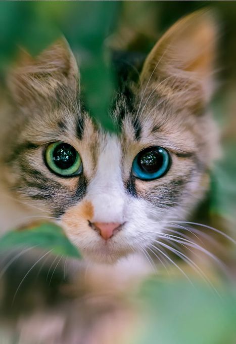 オッドアイの画像が見たい
