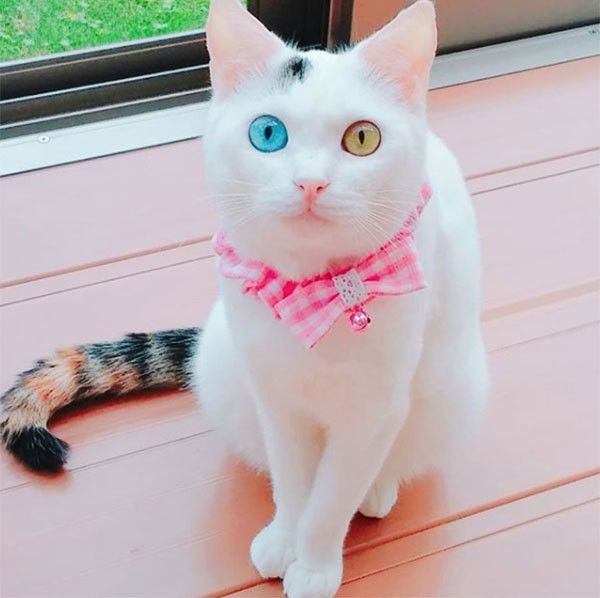 オッドアイの画像が見たい