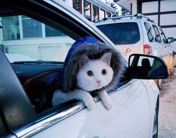 オッドアイの画像が見たい