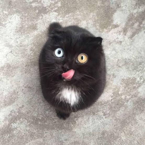 オッドアイの画像が見たい