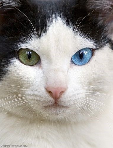 オッドアイの画像が見たい