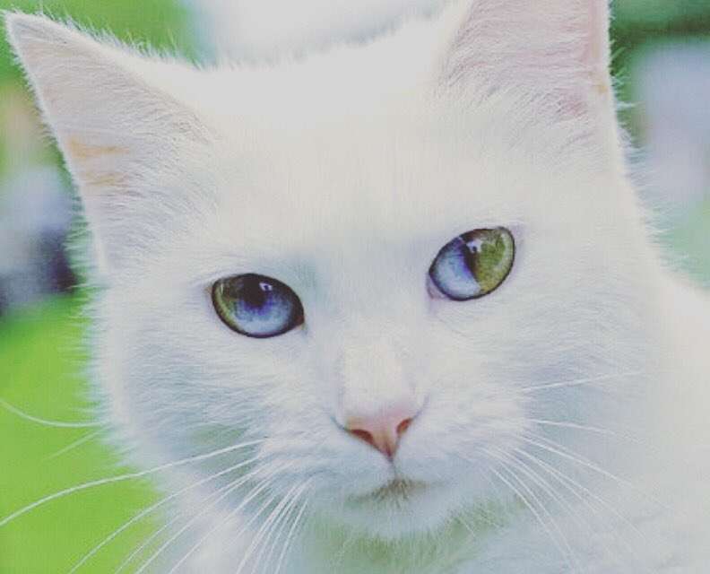 オッドアイの画像が見たい