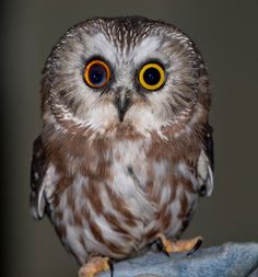 オッドアイの画像が見たい