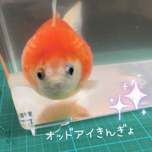 オッドアイの画像が見たい