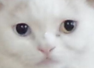 オッドアイの画像が見たい