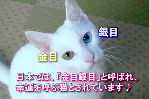 オッドアイの画像が見たい