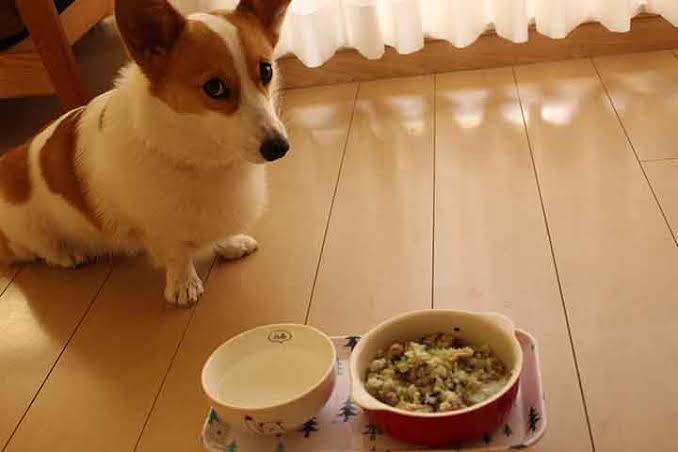 ペットの餌はずっと同じ物ですか