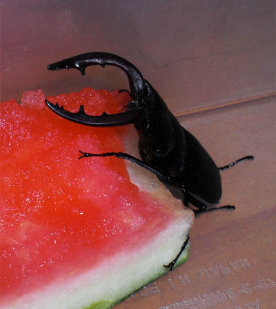 ペットの餌はずっと同じ物ですか
