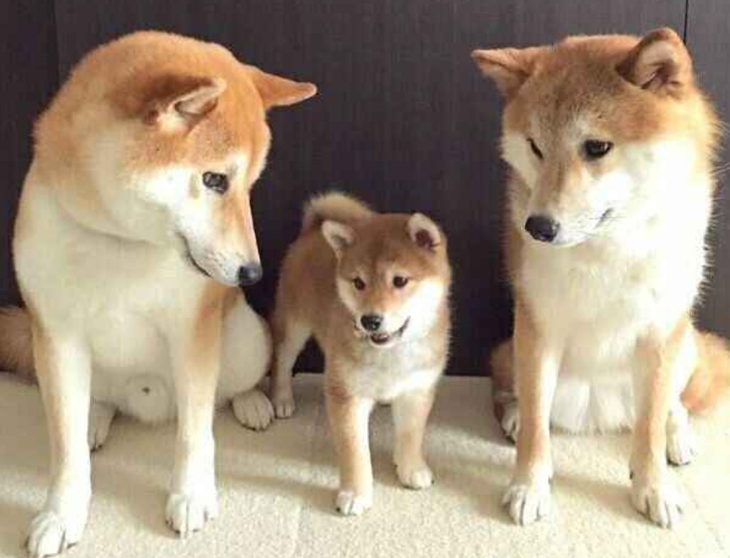 本日の終わりに柴犬を愛でるトピ