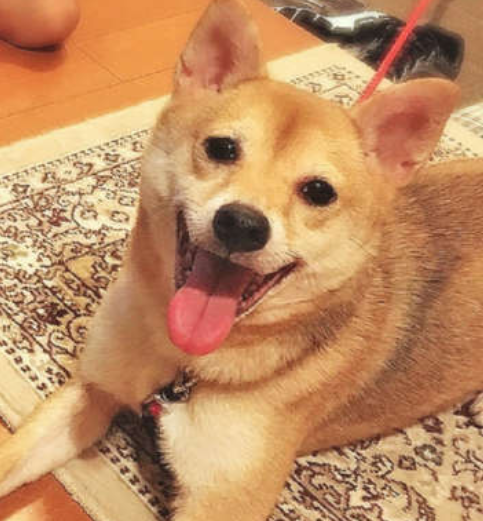 本日の終わりに柴犬を愛でるトピ