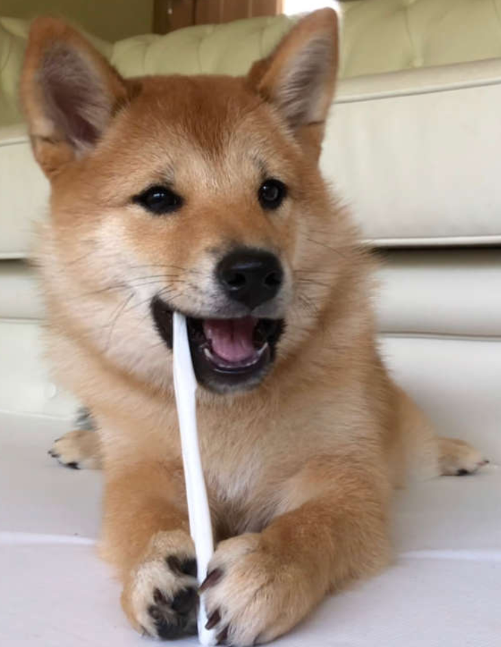 本日の終わりに柴犬を愛でるトピ