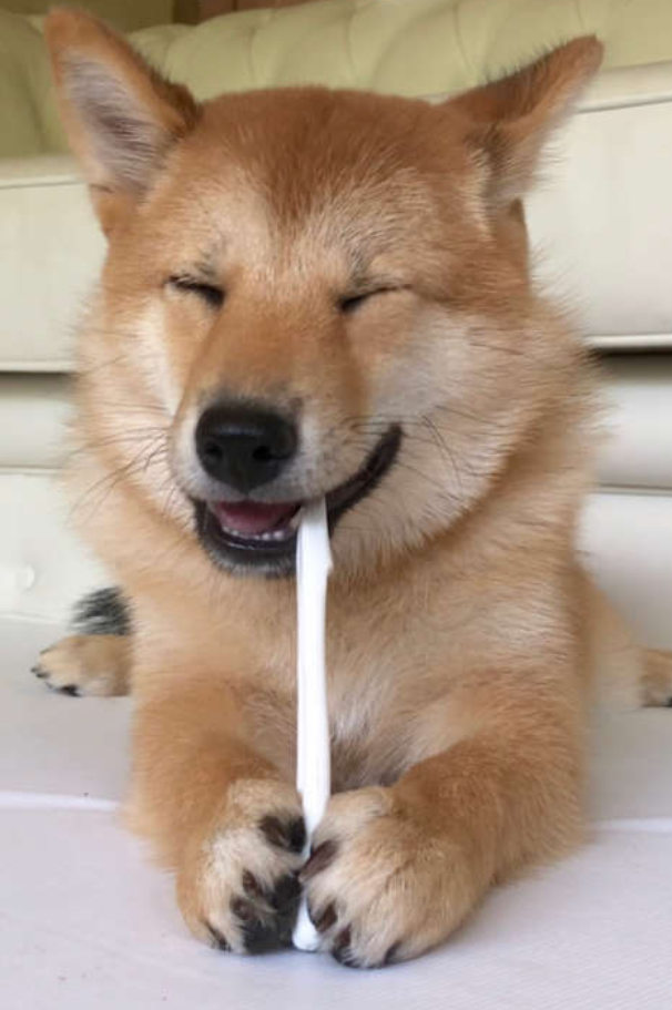 本日の終わりに柴犬を愛でるトピ