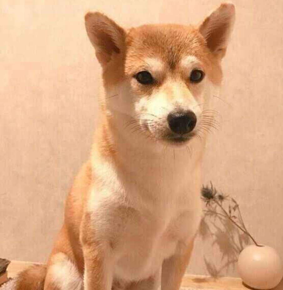 本日の終わりに柴犬を愛でるトピ