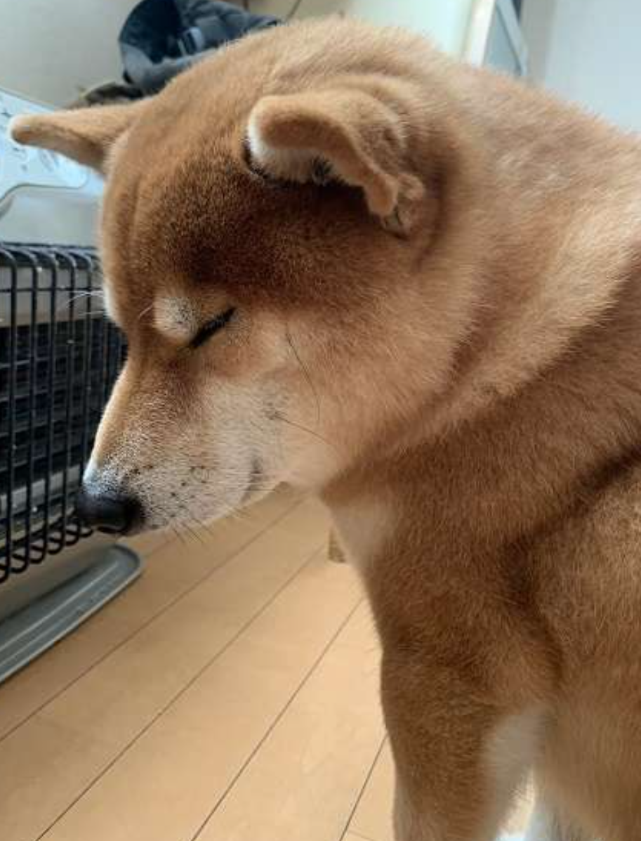 本日の終わりに柴犬を愛でるトピ