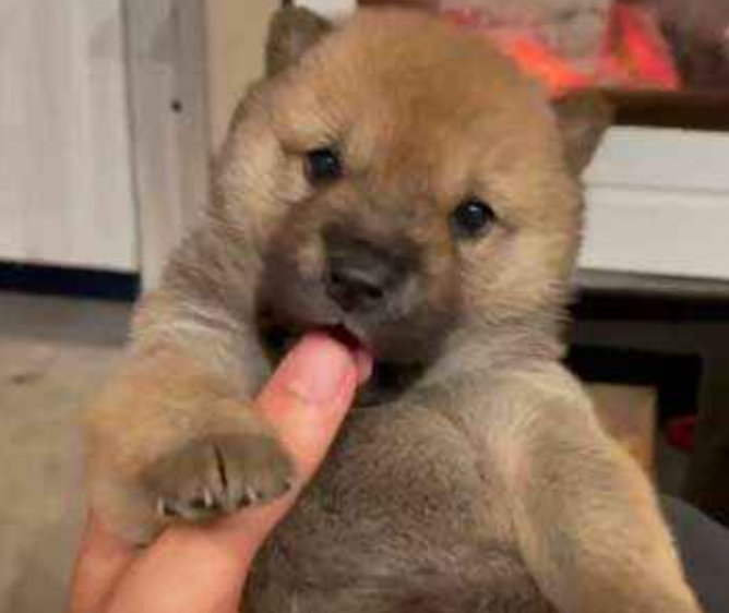 本日の終わりに柴犬を愛でるトピ