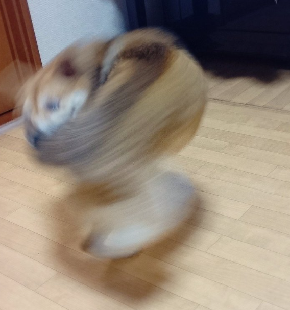 本日の終わりに柴犬を愛でるトピ