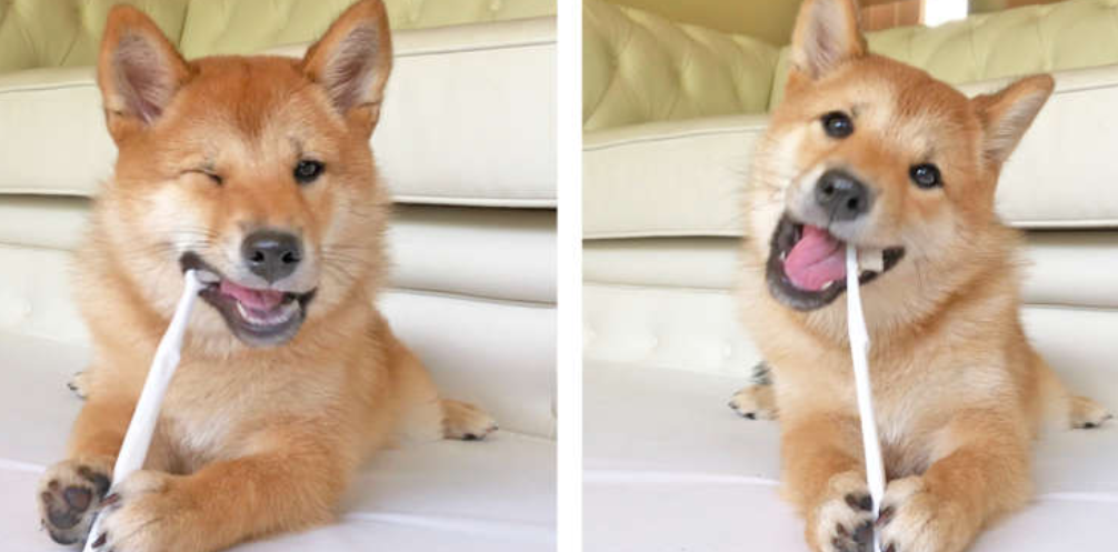 本日の終わりに柴犬を愛でるトピ