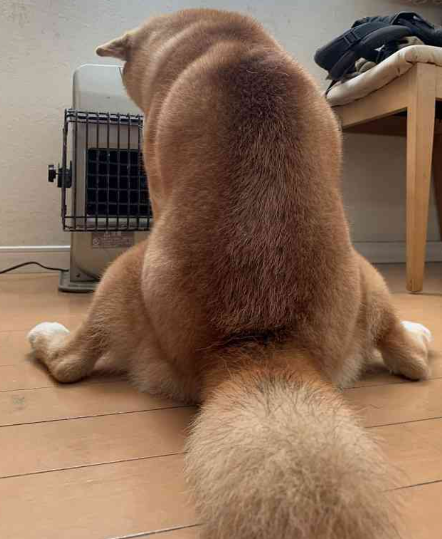 本日の終わりに柴犬を愛でるトピ