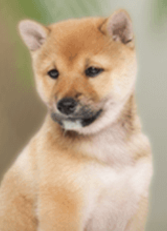 本日の終わりに柴犬を愛でるトピ