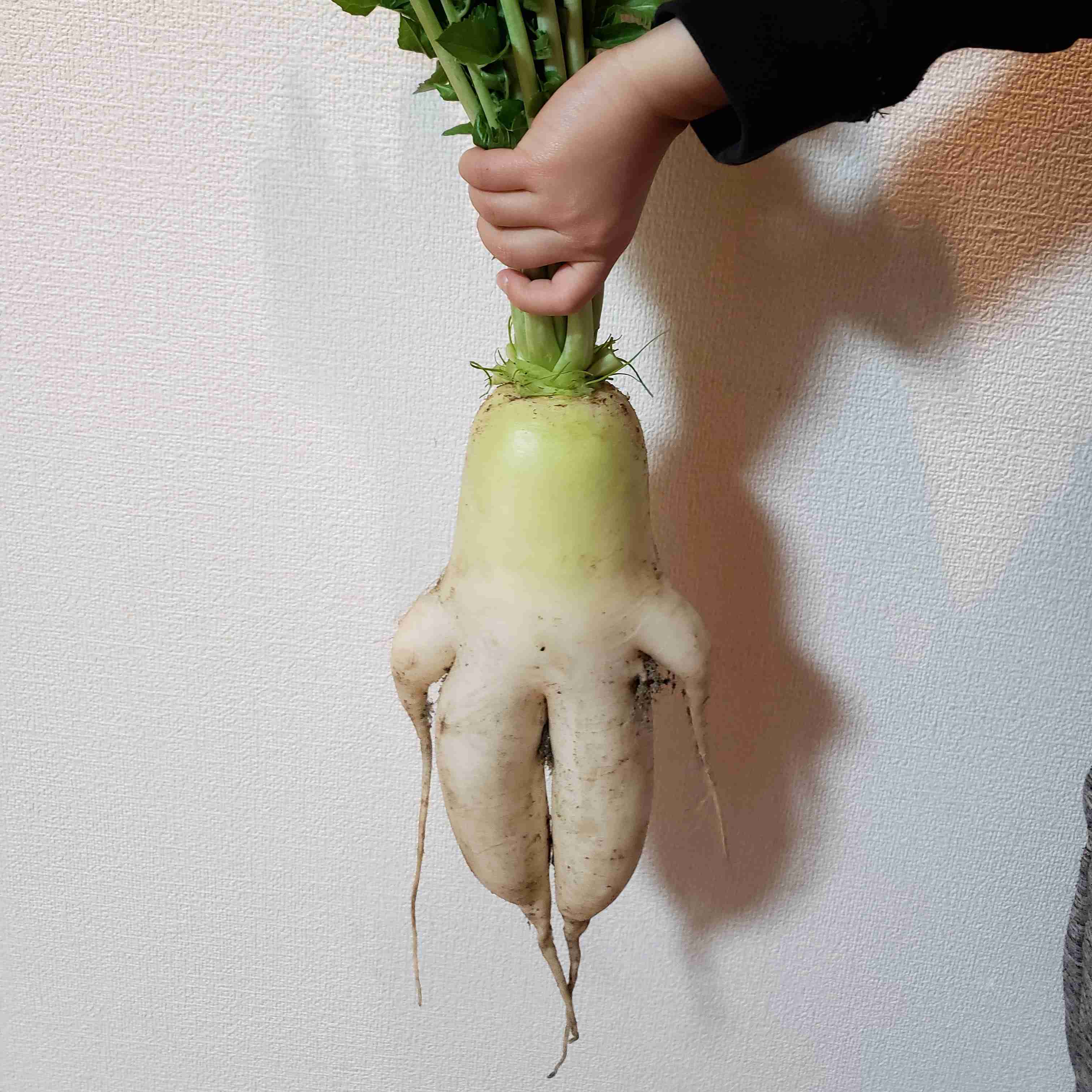 面白い野菜の写真 ガールズちゃんねる Girls Channel